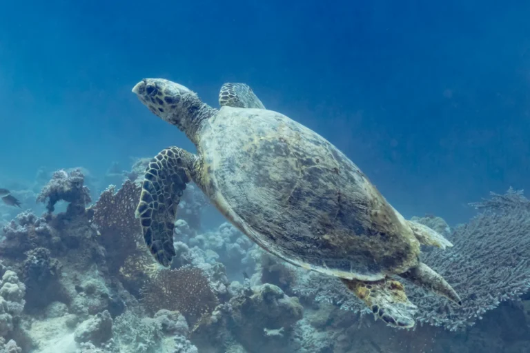 Green sea turtle swimming over a coral reef in the Red Sea